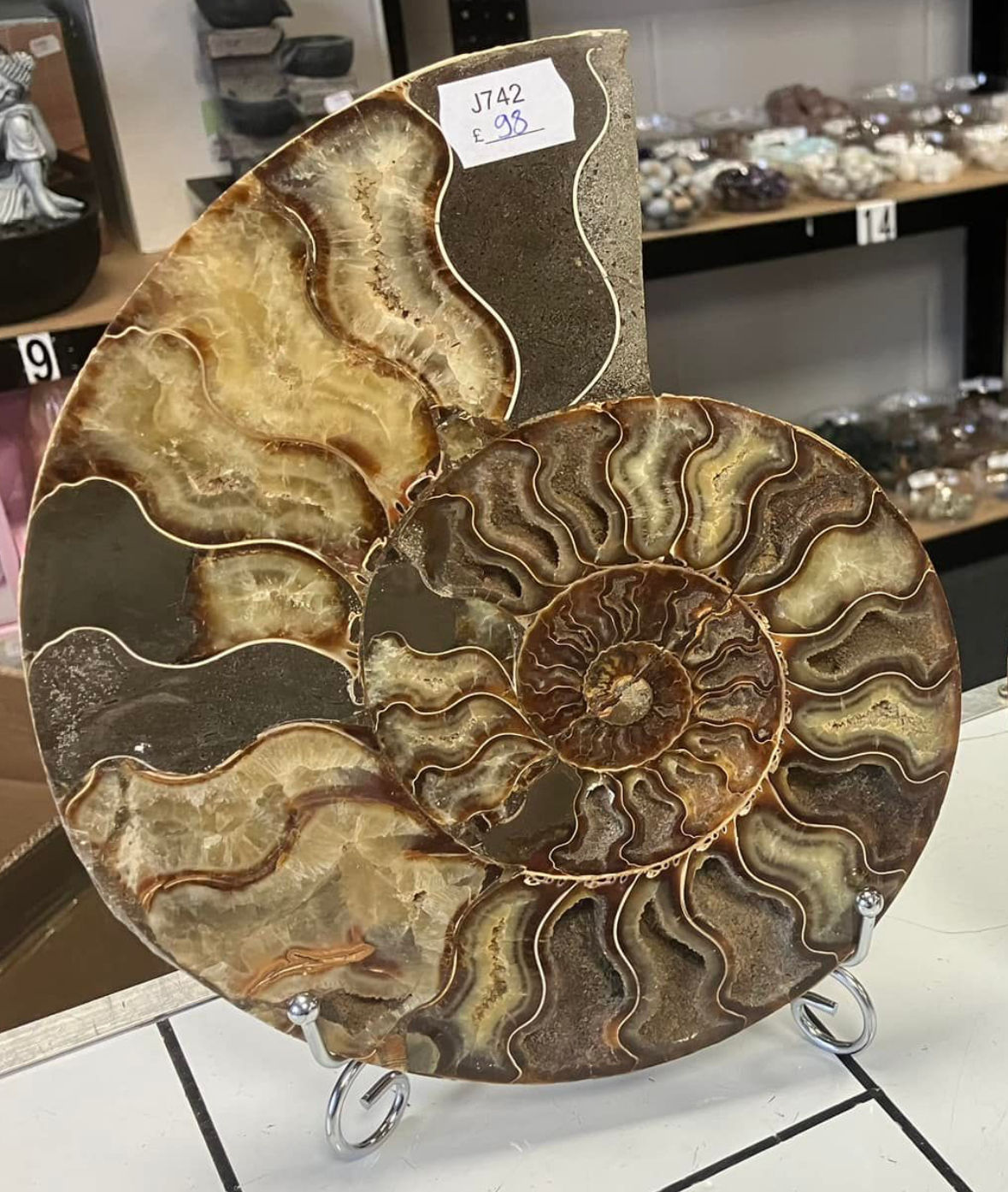 Very Large Ammonite Half (J873)