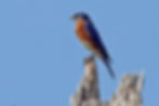 Eastern Bluebird