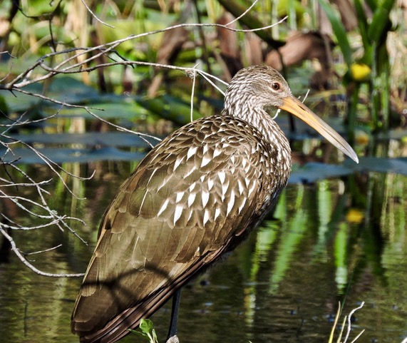 Limpkin