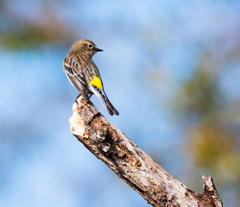 Yellow-rumped Warbler