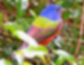 Painted Bunting