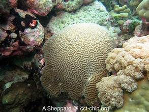 Chagos coral chip.chagos-trust.org.jpg