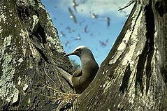 Chagos Bird Nest Emily Grace.jpg