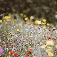Garden flowers