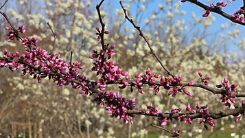 RedbudandServiceberry.jpg