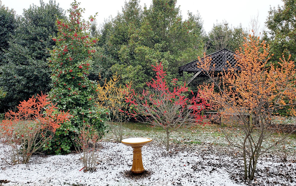 Heartwood Nursery Holly Forest in winter