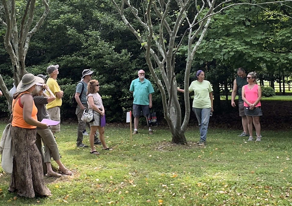 Learn about the Serviceberry with Heartwood owner Sue Hunter