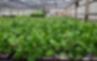 One of our greenhouses