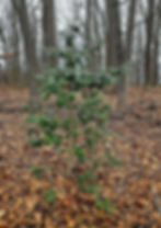 A young native American Holly seedling growing at Heartwood Nursery, Felton, PA