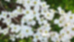 Eastern Dogwood tree at Heartwood