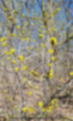 Spicebush in bloom in the spring at Heartwood Nursery