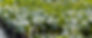 HollyPropBanner.jpg