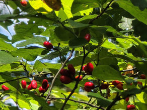 Spicebush berries in September at Heartwood Nursery
