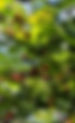 Fruiting Now: Spicebush, a Super Native for Birds, Butterflies, and Gardeners Alike