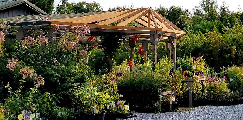 Beautiful native plants at Heartwood Nursery