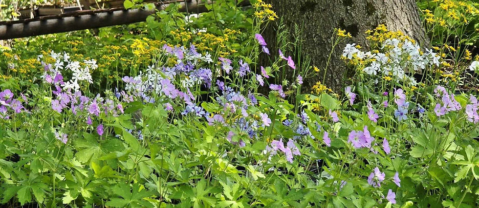 Ragwort and phlox at Heartwood