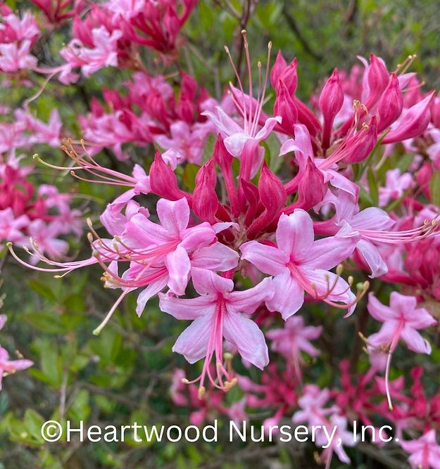 Piedmont Azalea at Heartwood Nursery, Felton, PA