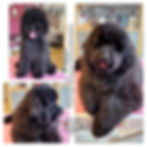 GridArt_20220911_185831014 (1).jpg