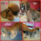 Viggo - hygiejnisk klip