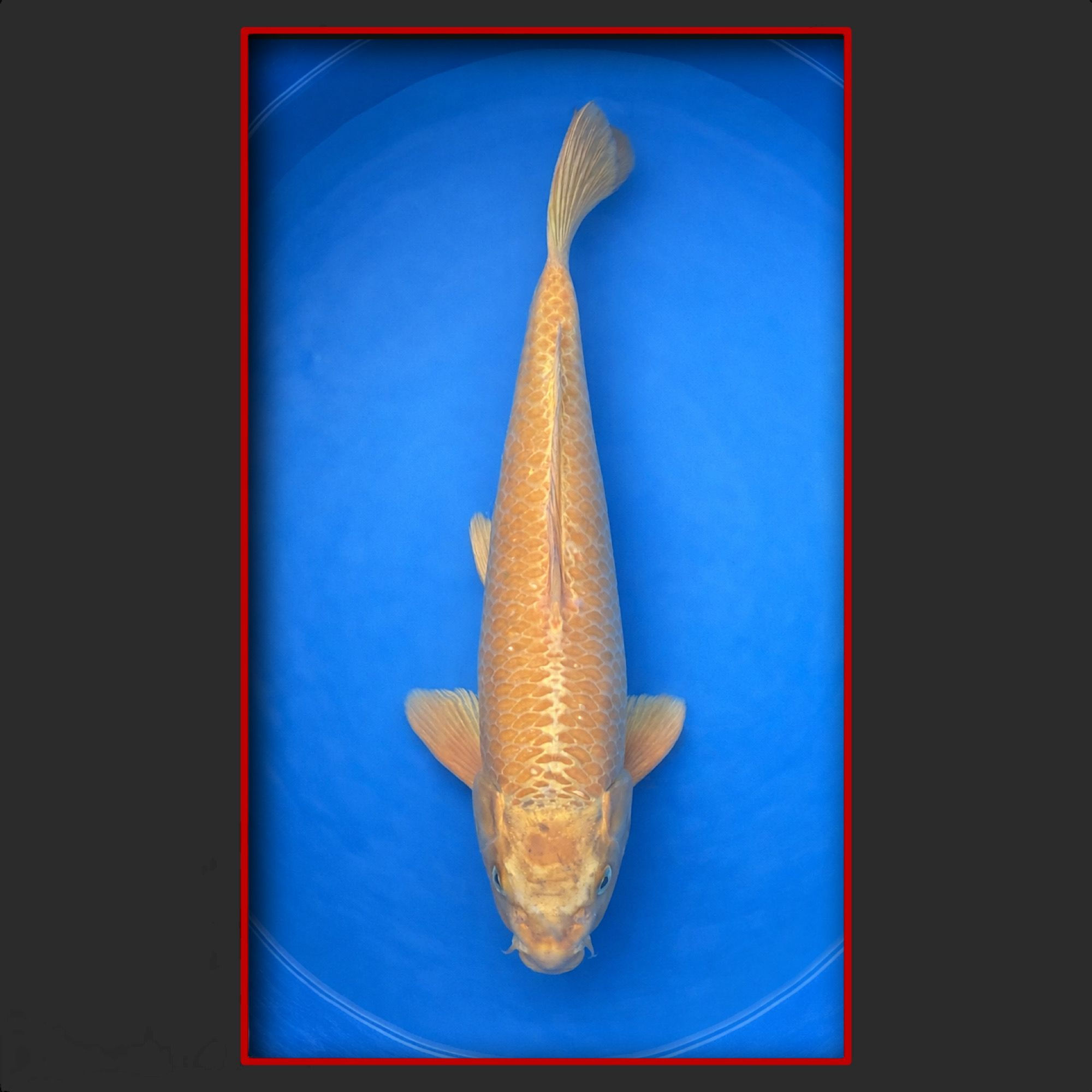 Kigoi 49 cm männlich