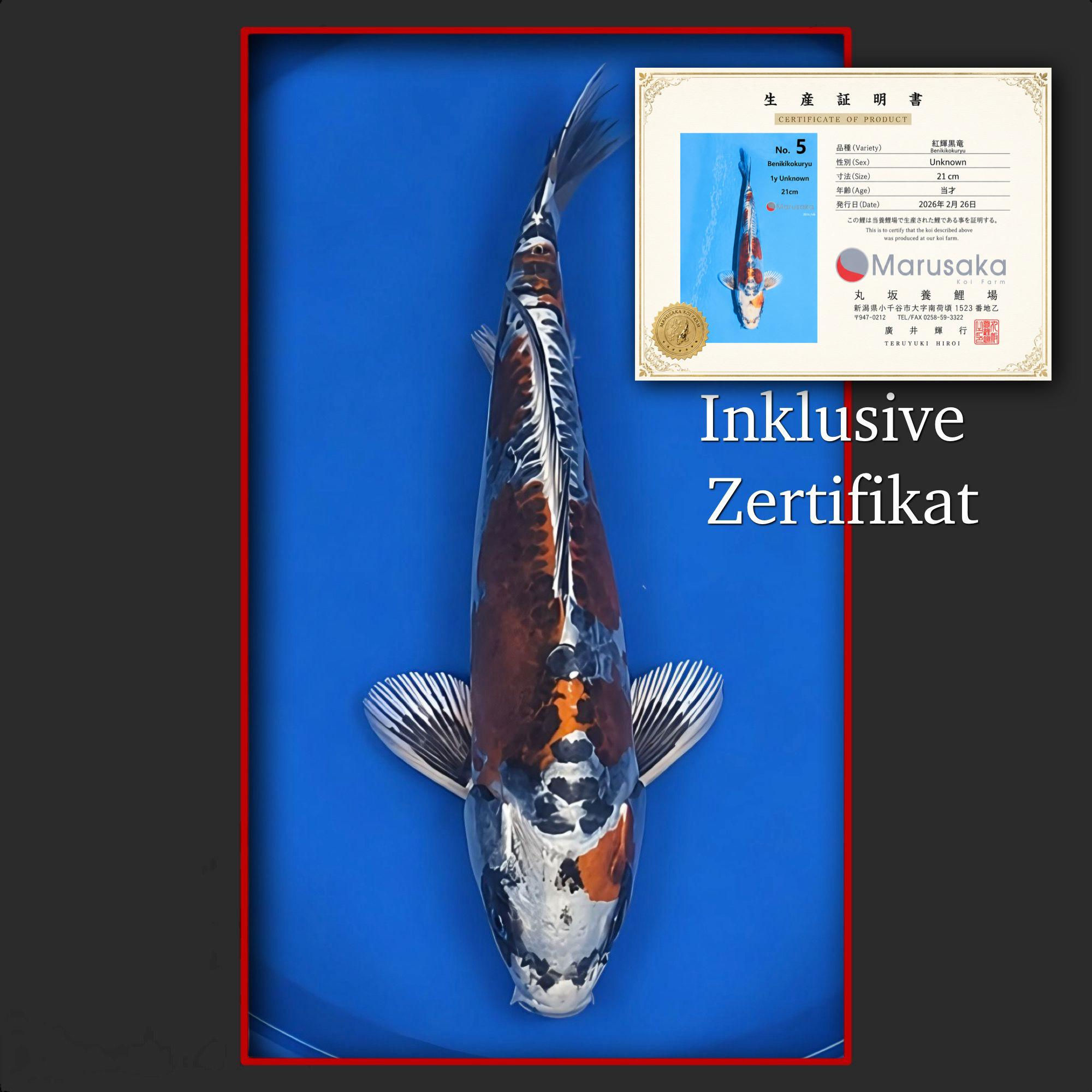 Beni Kikokuryu 27 cm (mit Zertifikat)
