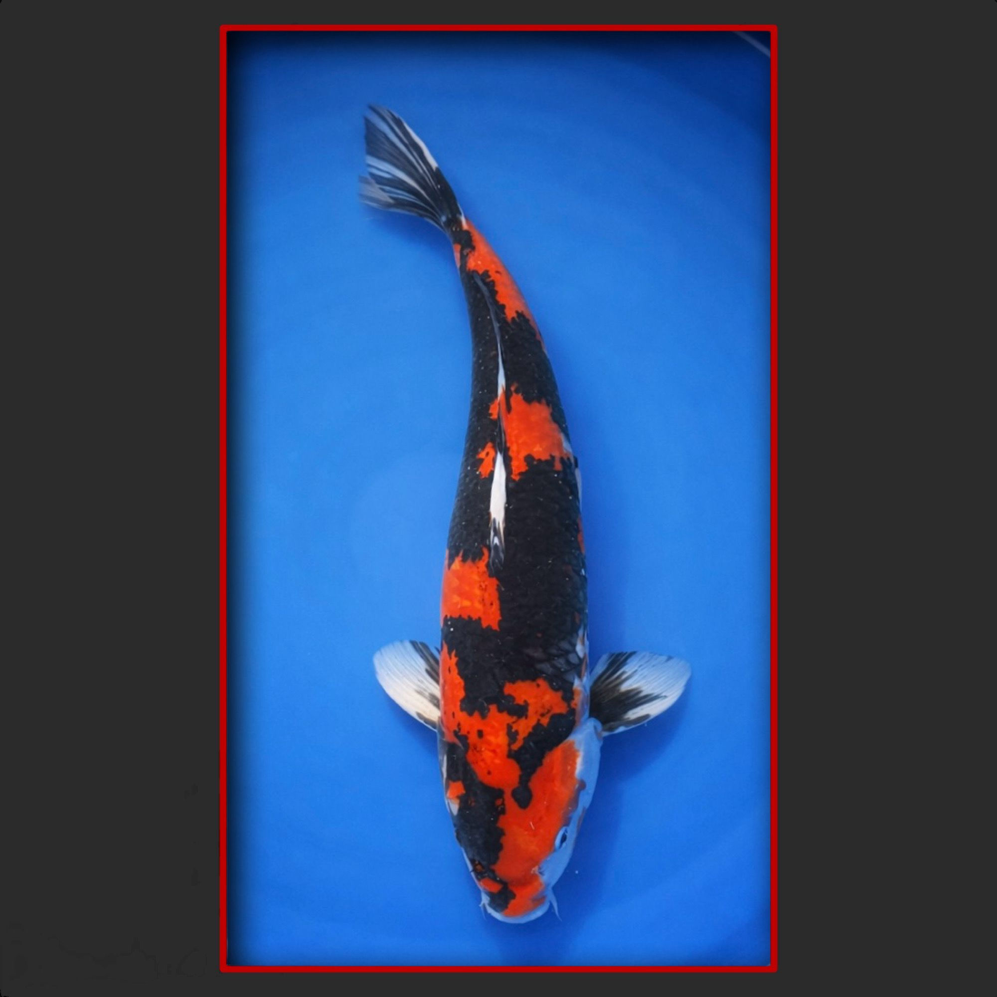 Showa 60 cm männlich