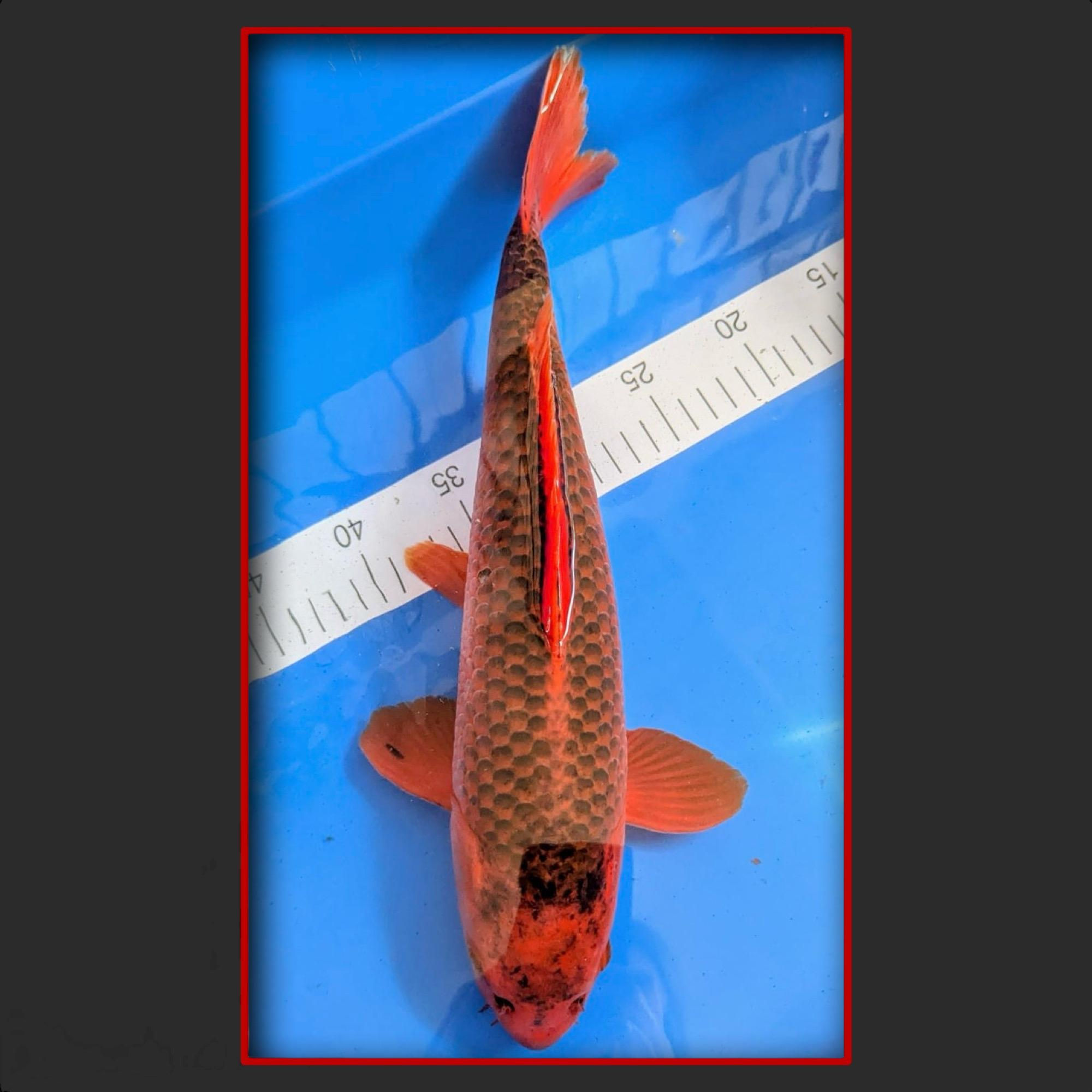 Aka Matsuba 40 cm männlich