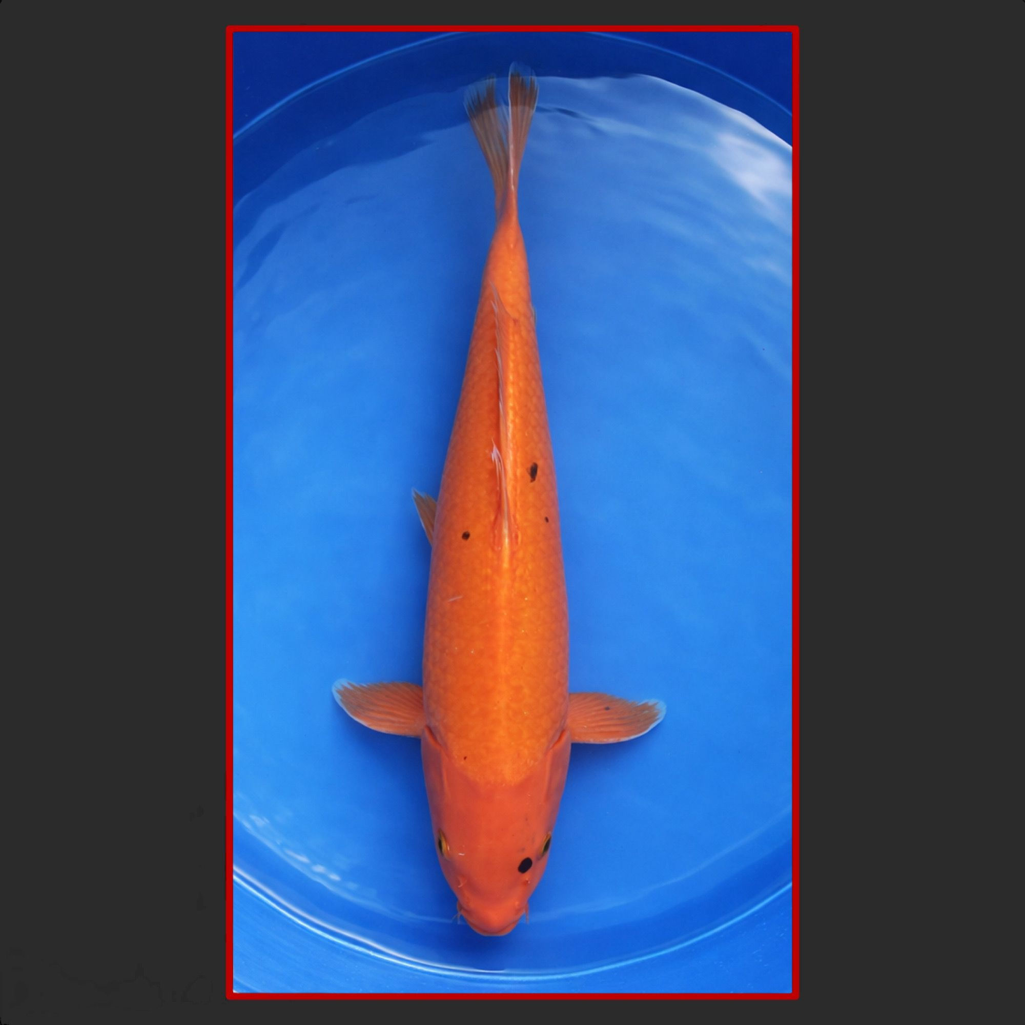 Benigoi 42cm männlich