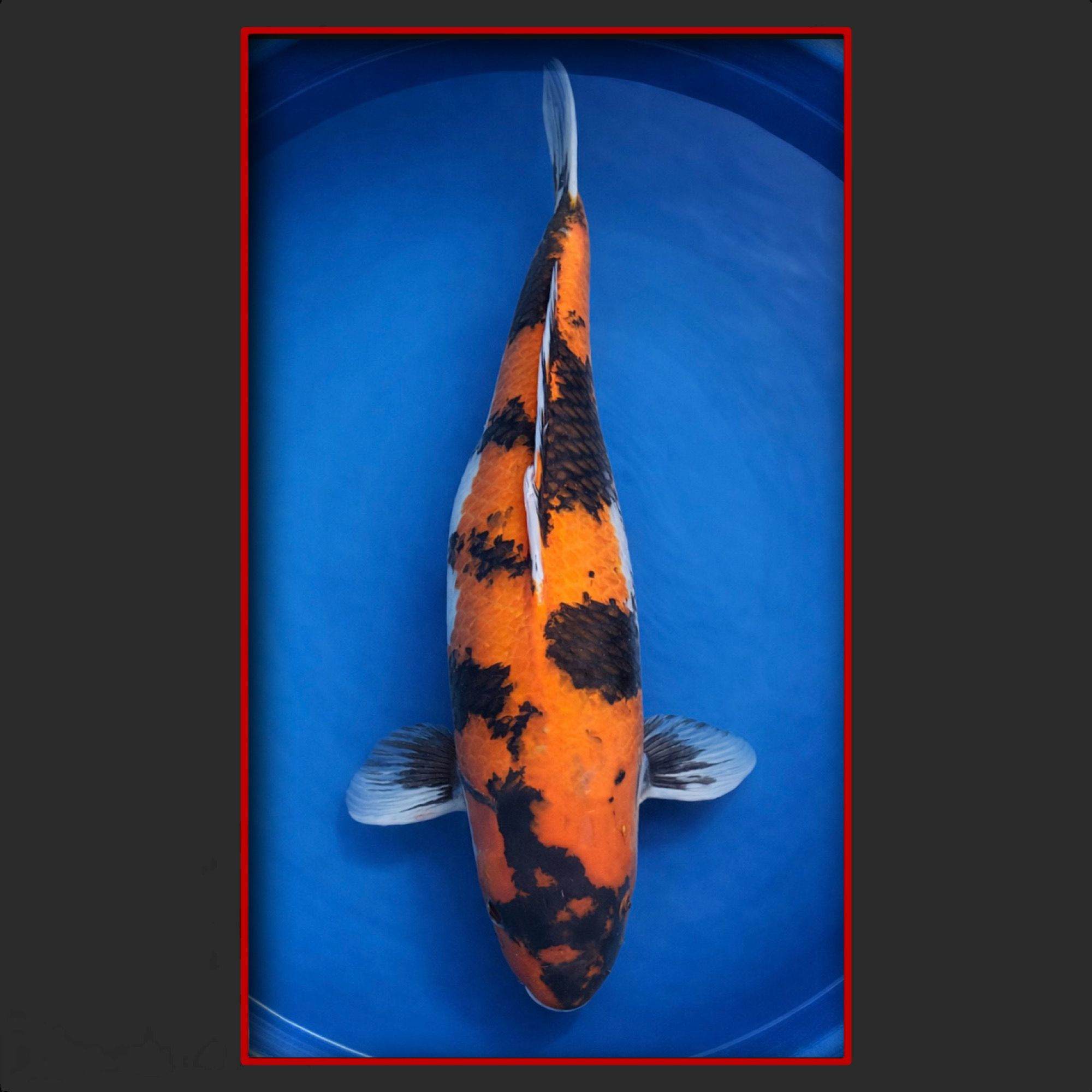 Showa 60 cm weiblich