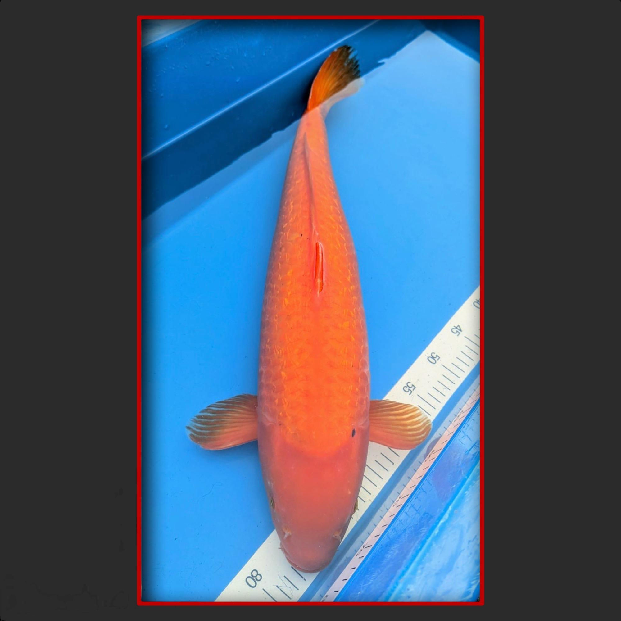 Benigoi 65 cm männlich