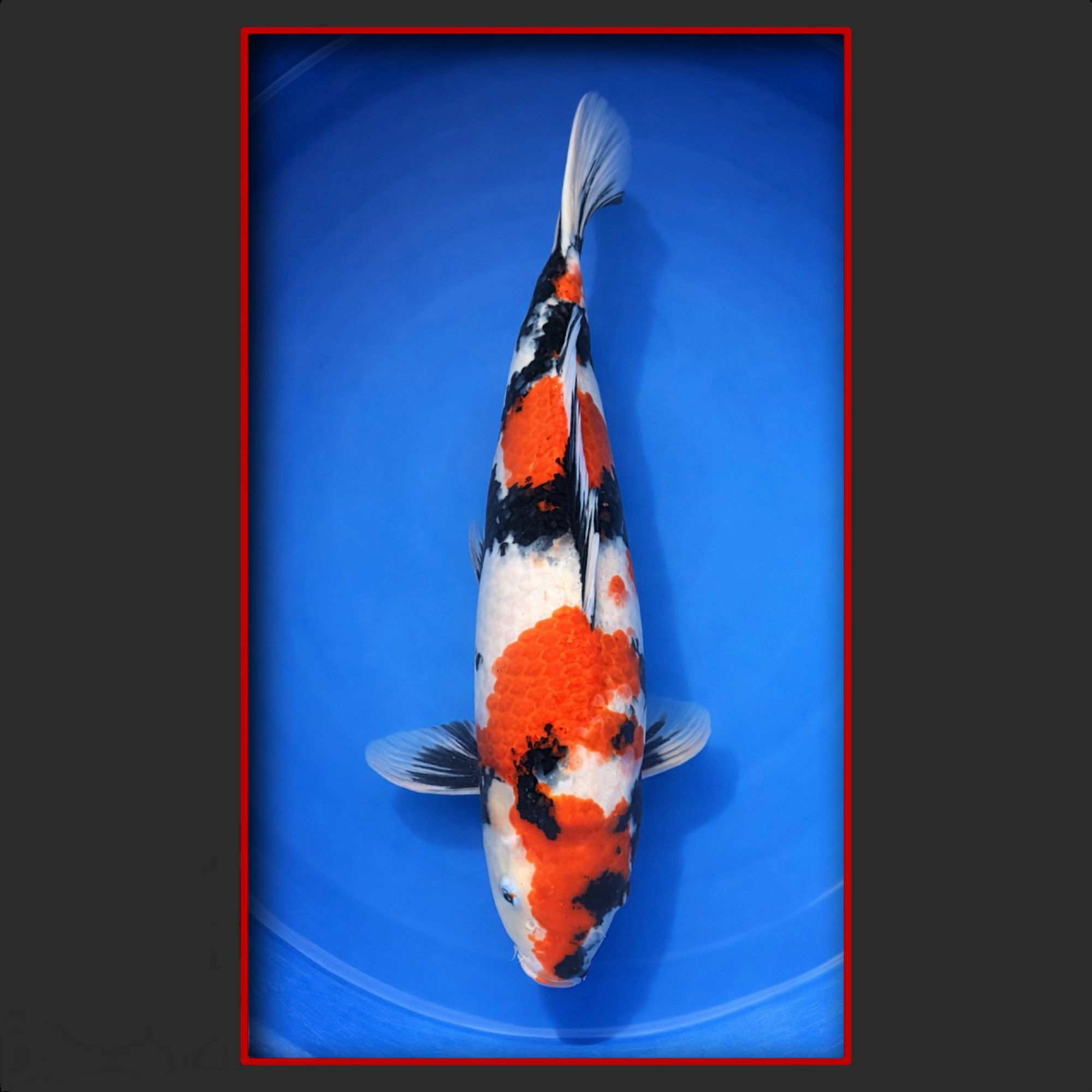 Showa 55 cm männlich