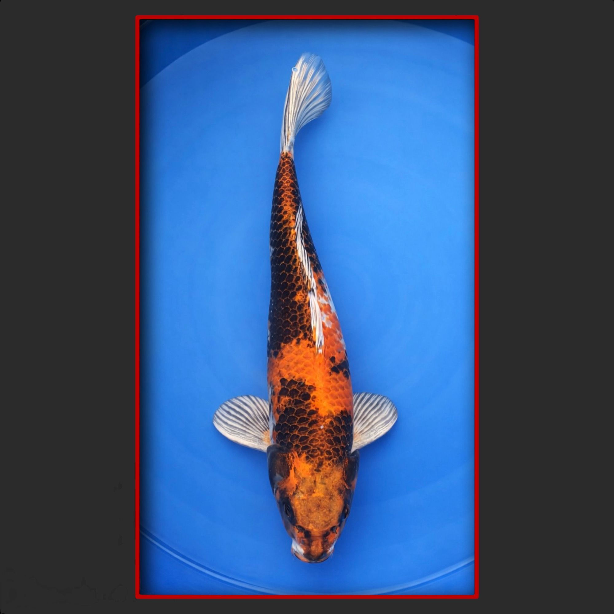 Kujaku 50 cm männlich