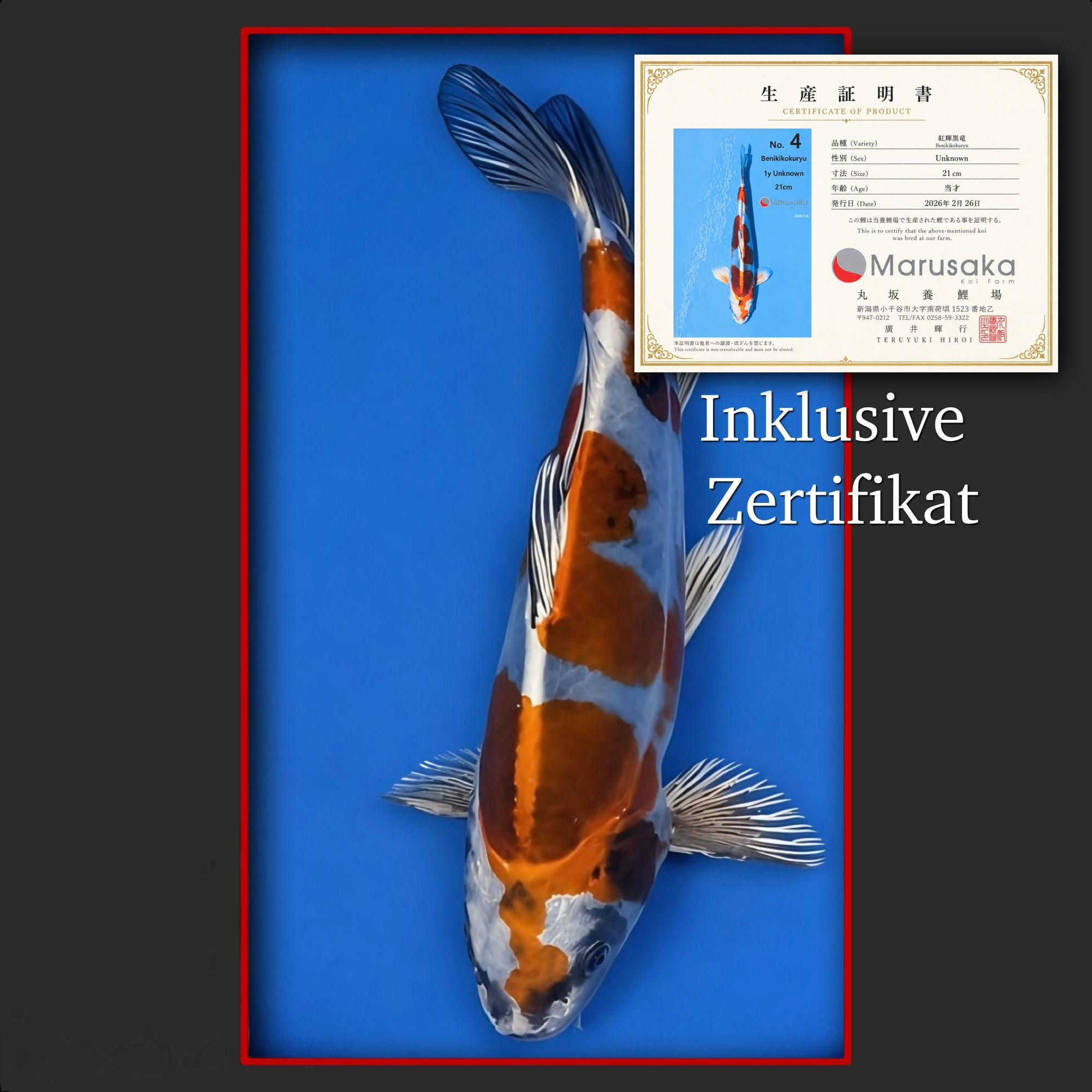 Beni Kikokuryu 27 cm (mit Zertifikat)