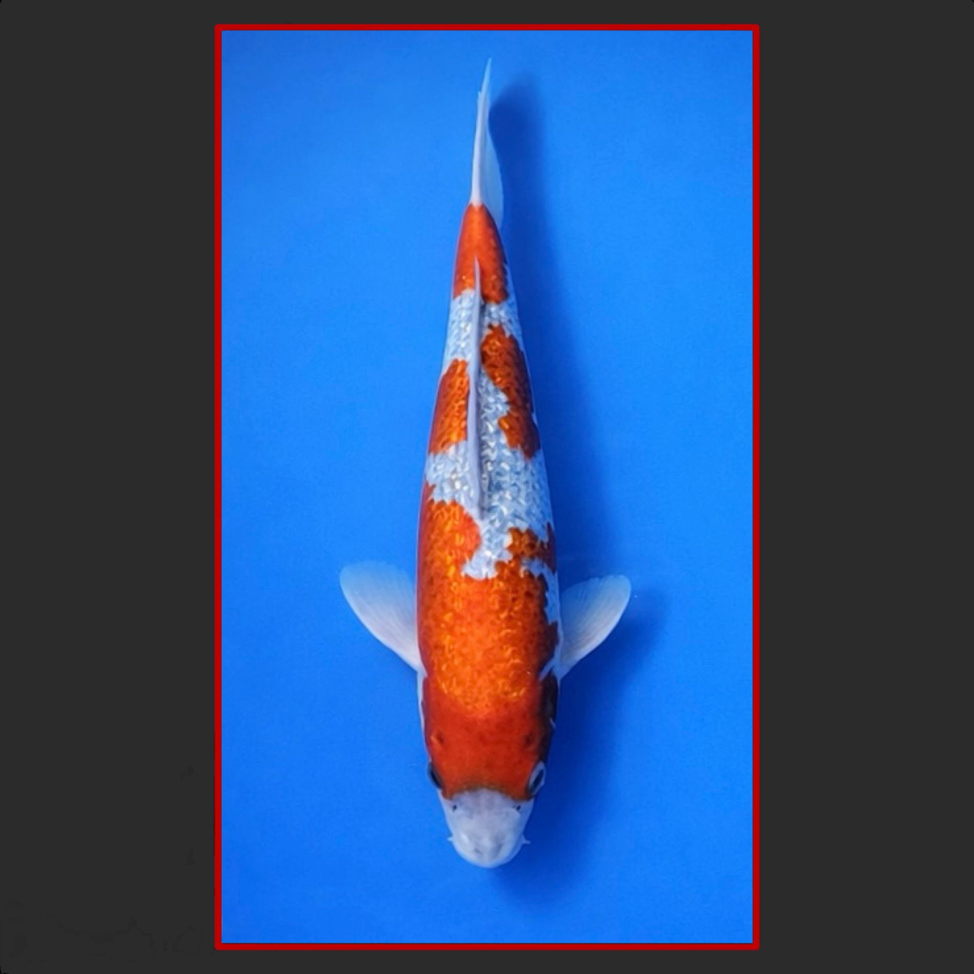 Gin Rin Goshiki 33cm männlich