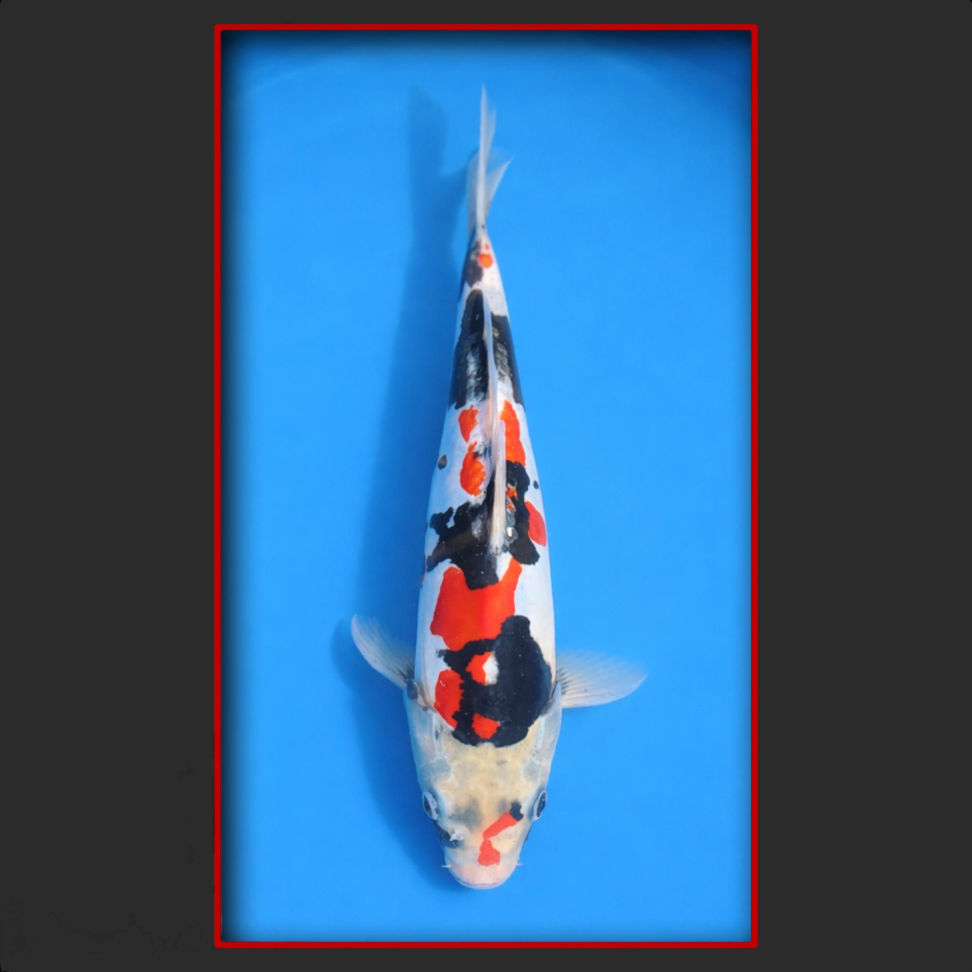 Doitsu Showa 26 cm, High-Quality selected