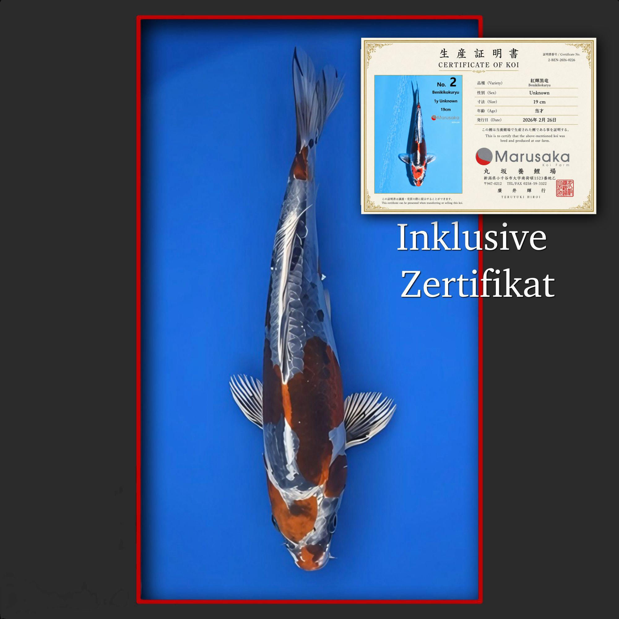 Beni Kikokuryu 27 cm (mit Zertifikat)