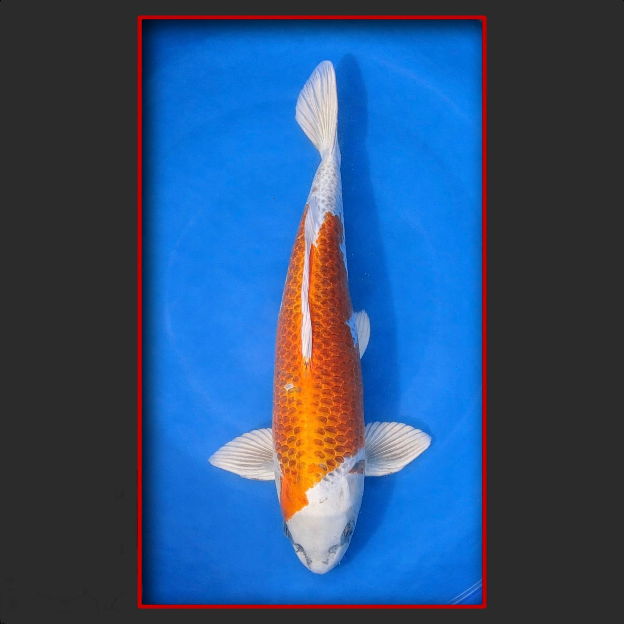 Kujaku 52 cm männlich