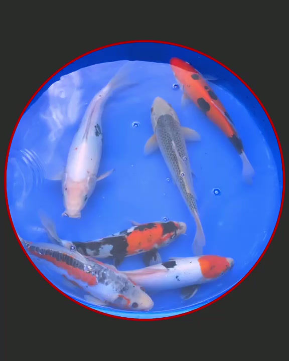 Miniaturbild: Koi Mix 35-45 cm