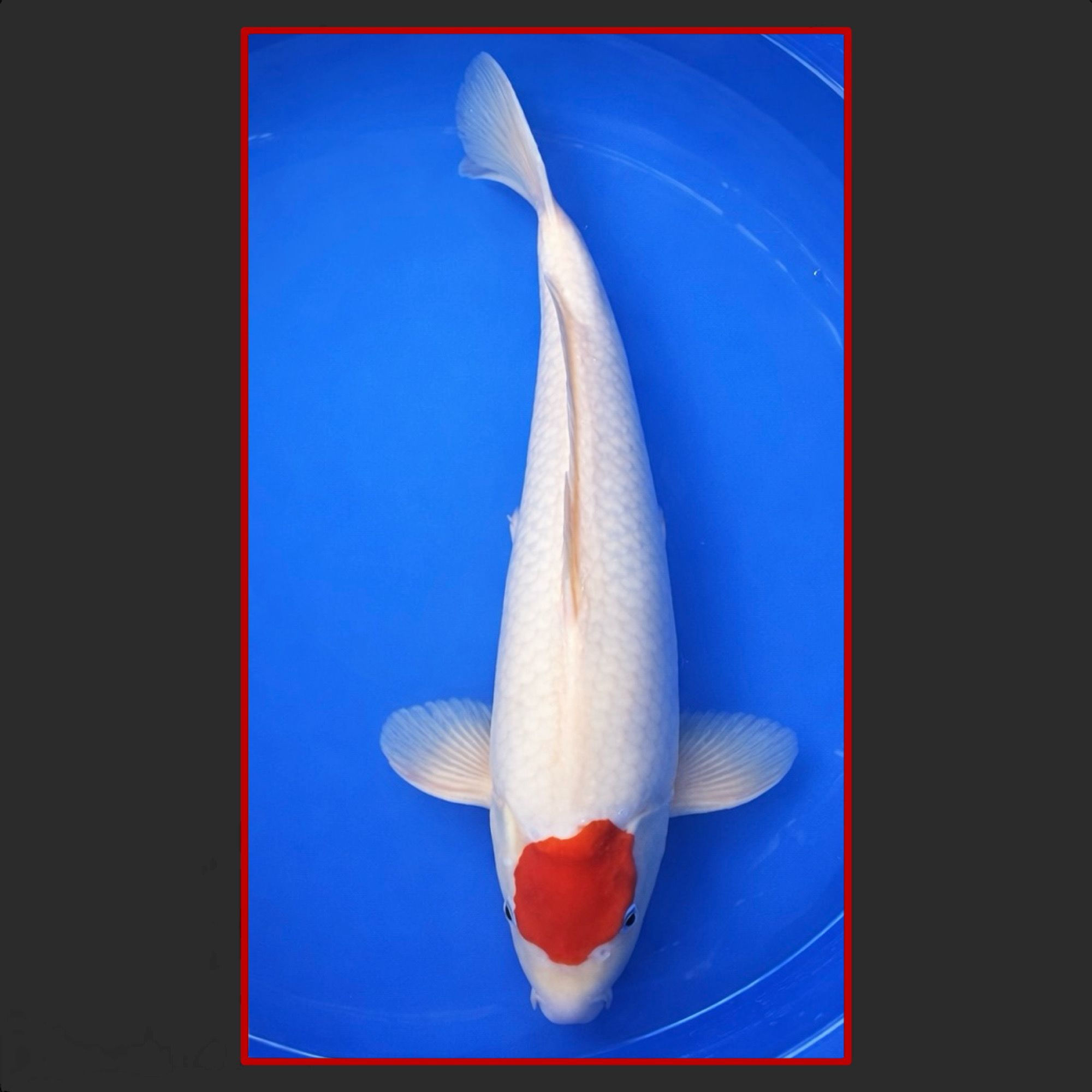 Tancho 48cm weiblich