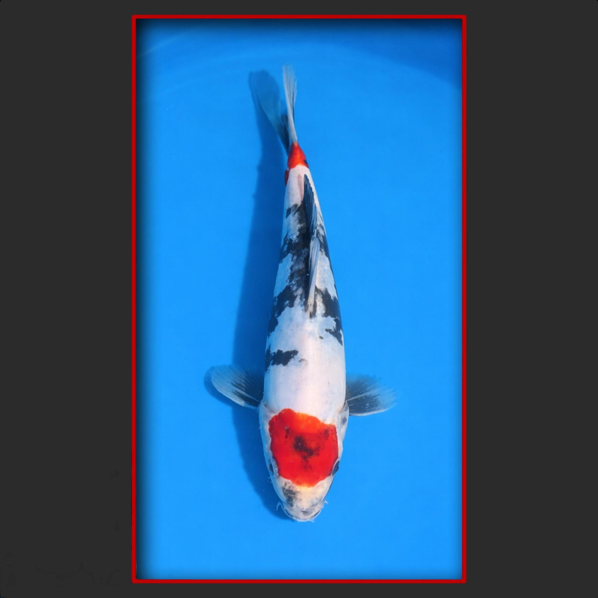 Doitsu Tancho Showa 26 cm, High-Quality selected