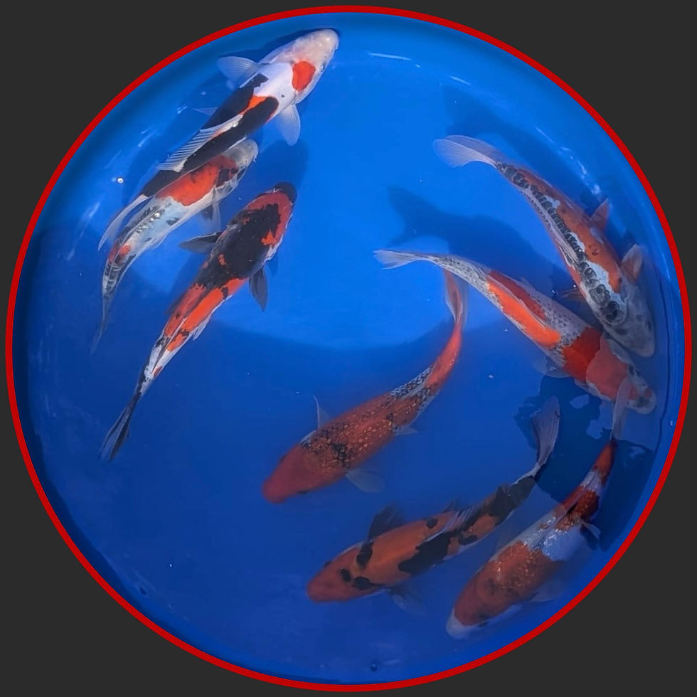 Miniaturbild: Koi-Mix 28-32cm