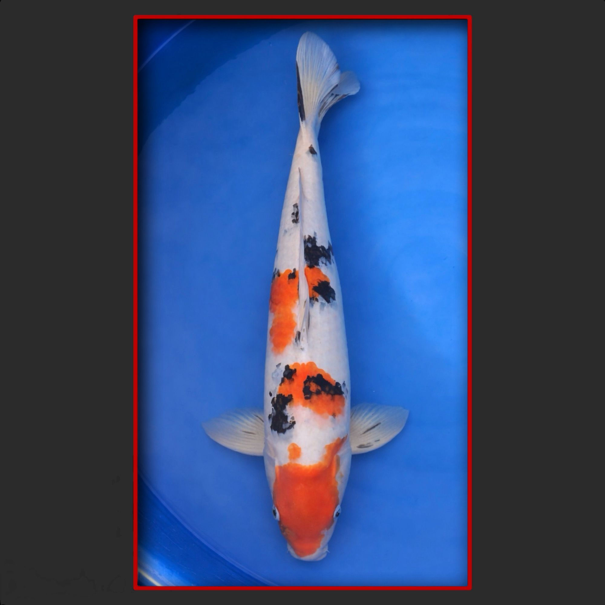 Sanke 58 cm männlich