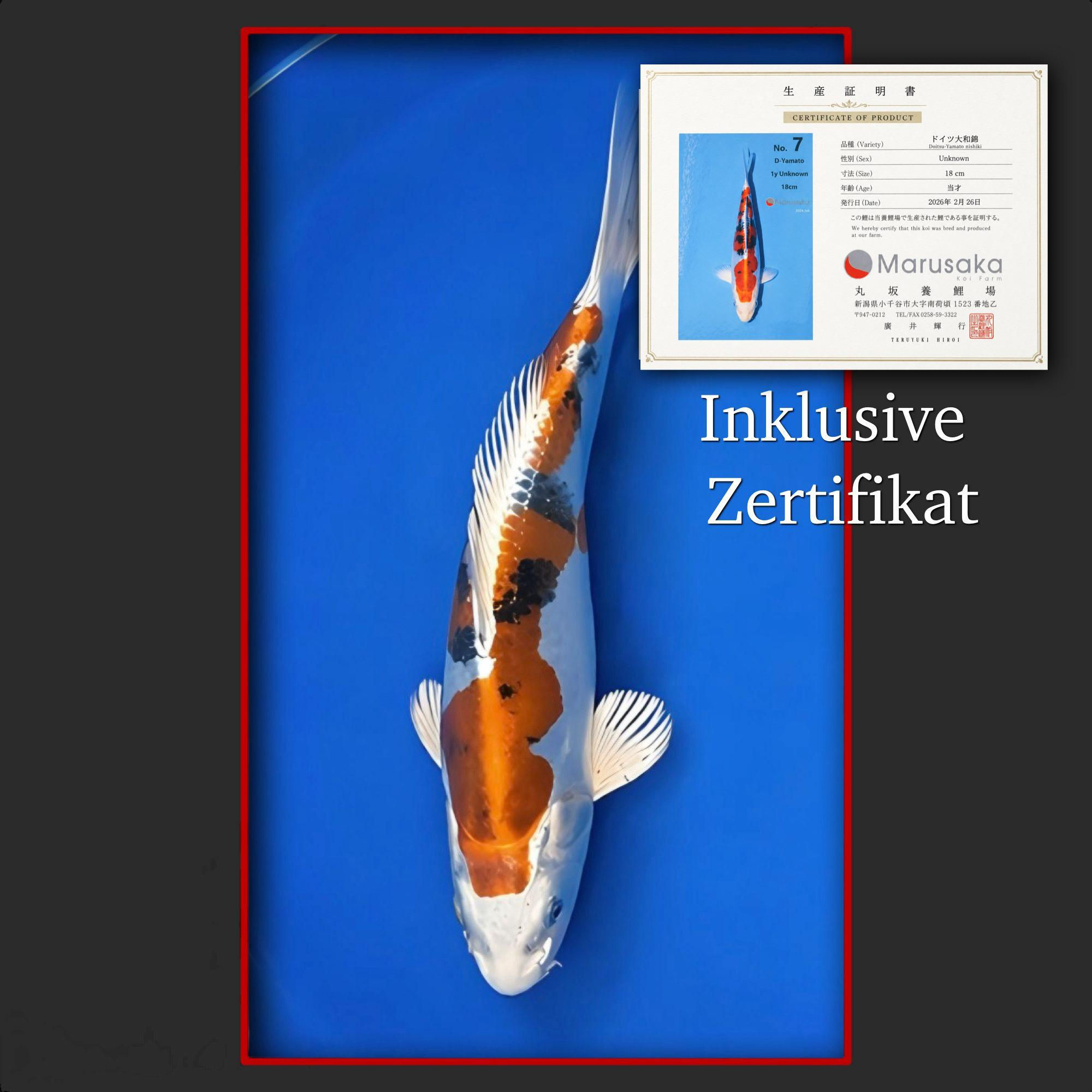 Doitsu Yamato 26 cm (mit Zertifikat)