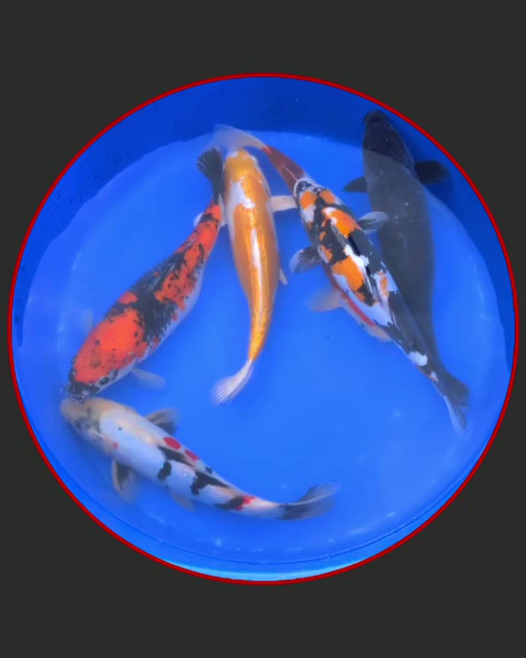 Miniaturbild: Koi Mix 35-45 cm