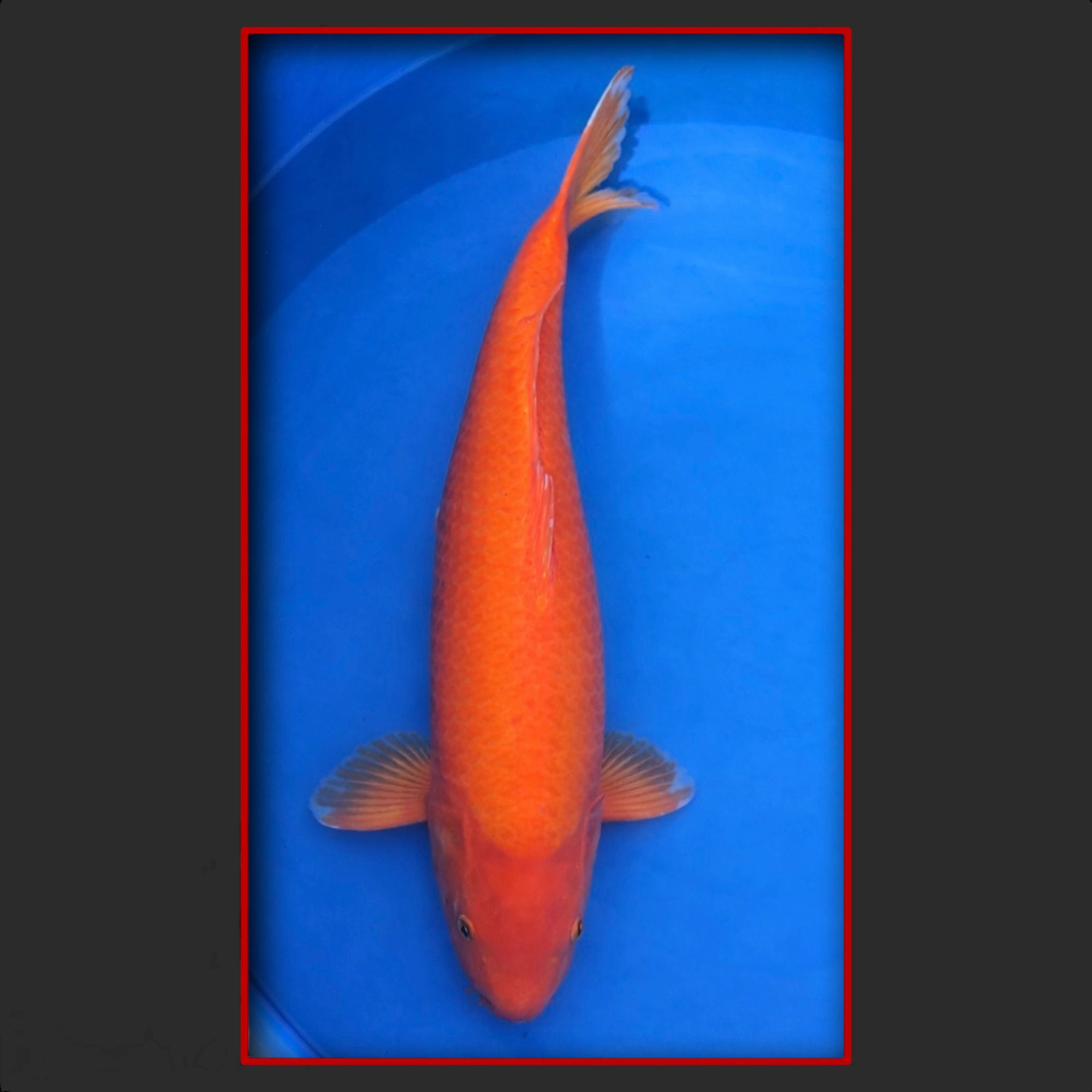 Benigoi 56 cm männlich