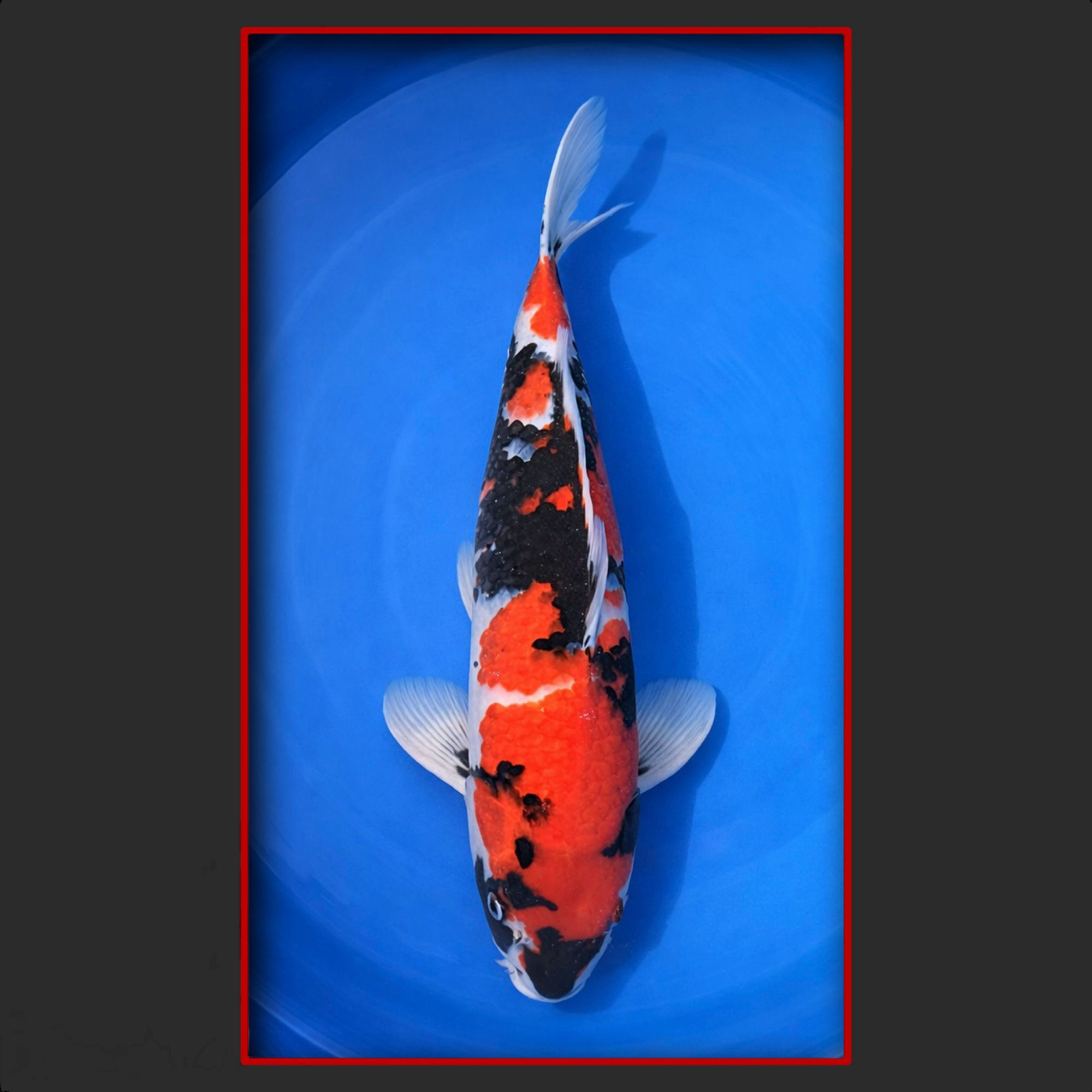 Showa 52 cm männlich