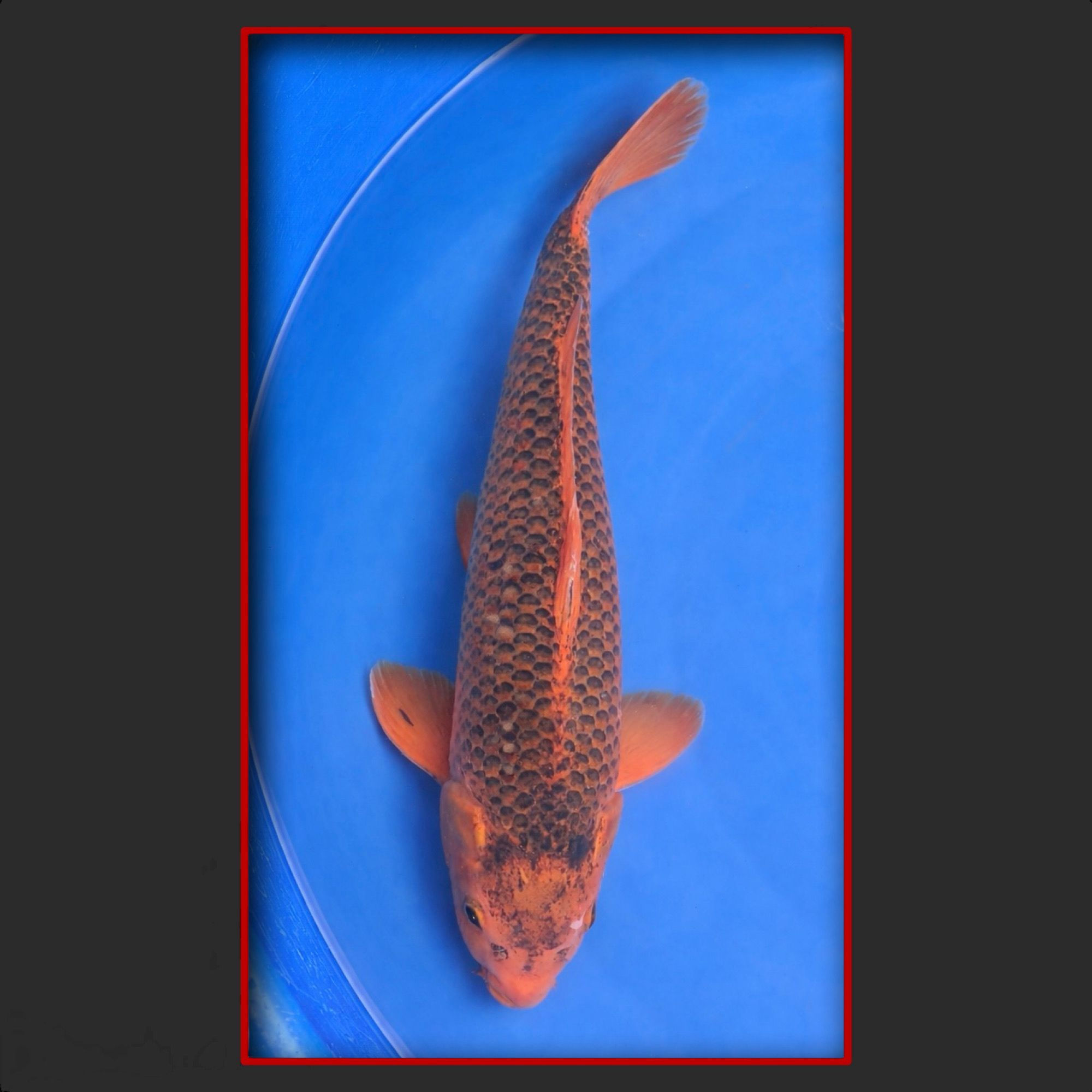 Aka Matsuba 54 cm männlich