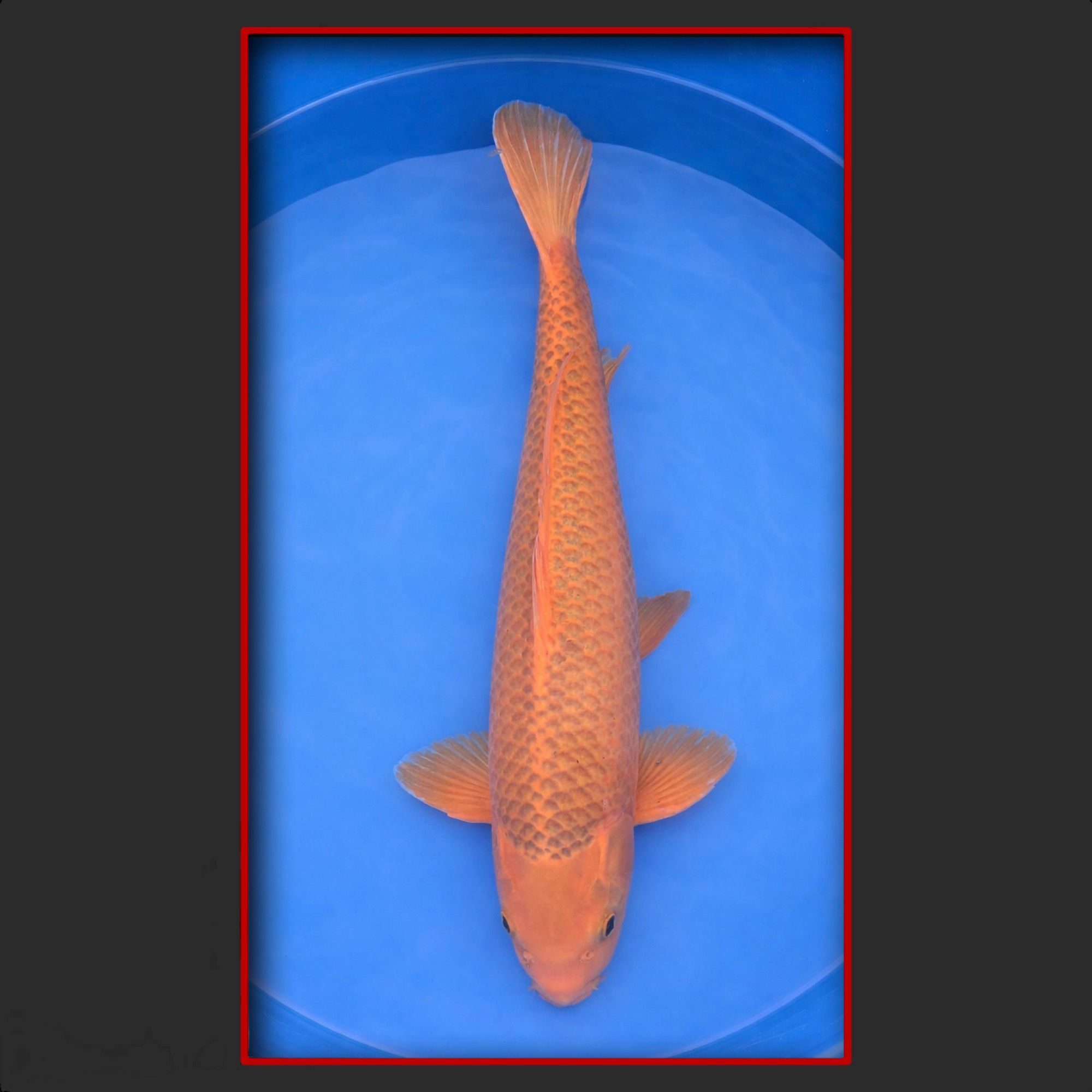 Beni Matsuba 59 cm männlich