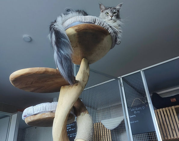 Moody tails