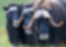 Muskox2_1.jpg